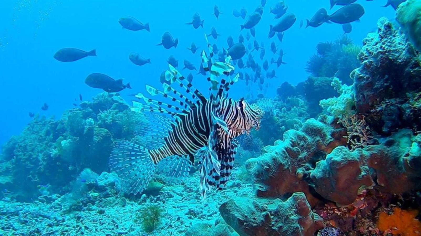 Sunia Loka Bungalows & Dive Center 페무테란 외부 사진