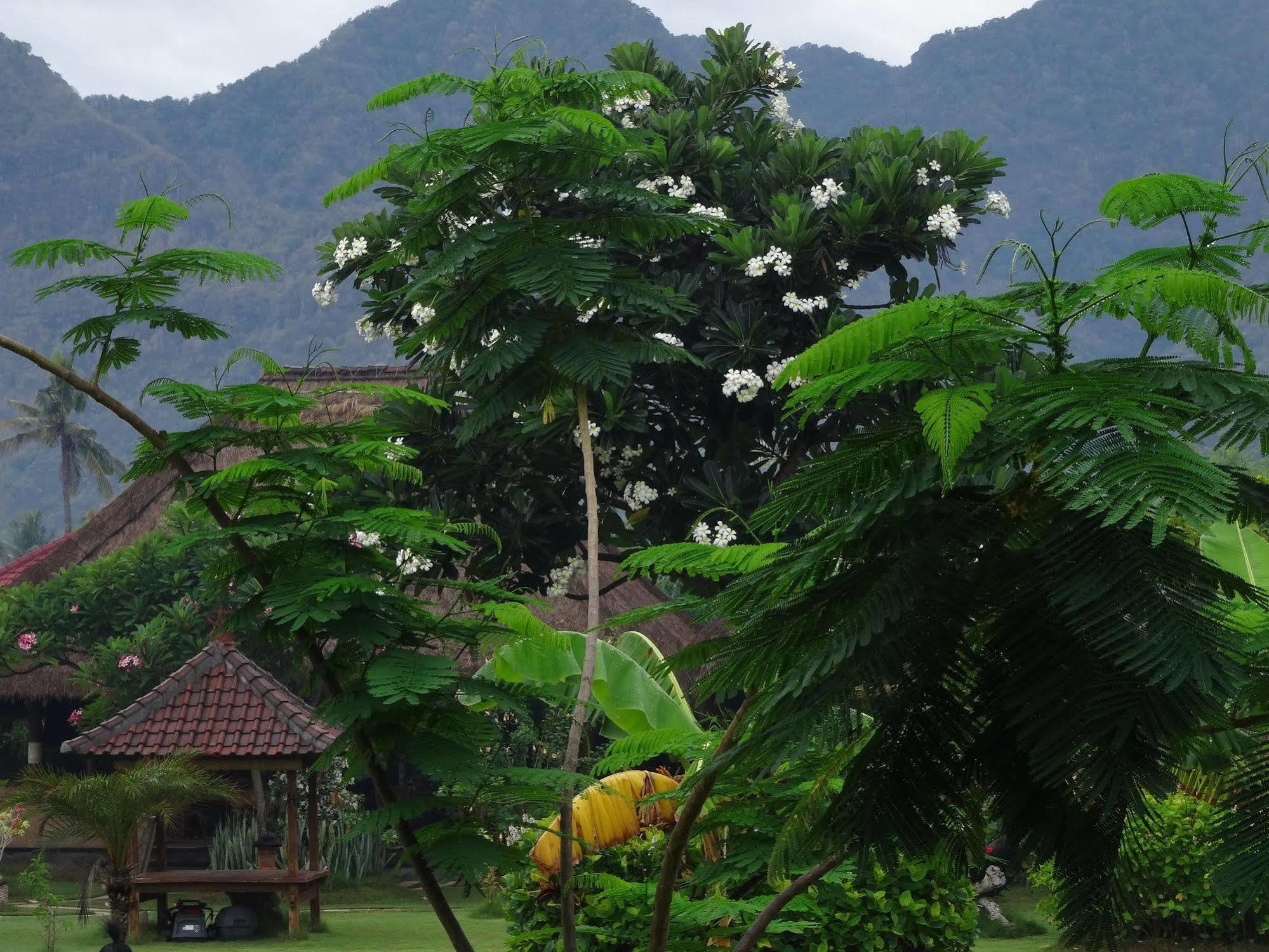 Sunia Loka Bungalows & Dive Center 페무테란 외부 사진